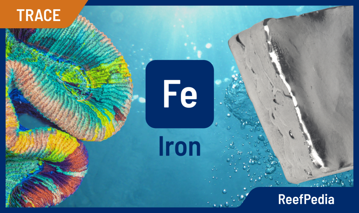 Iron in marine aquarium and its importance