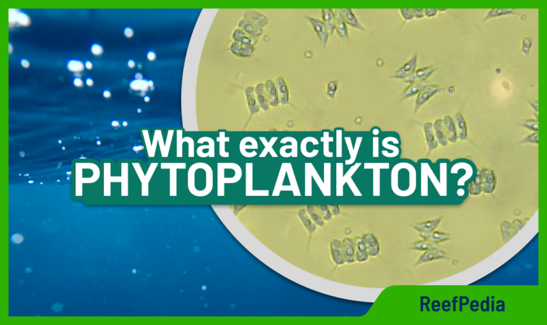 What exactly is PHYTOPLANKTON?