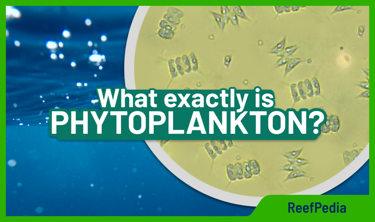 What exactly is PHYTOPLANKTON? - Reef Pedia