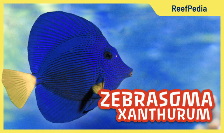 Zebrasoma xanthurum: purple tang fish
