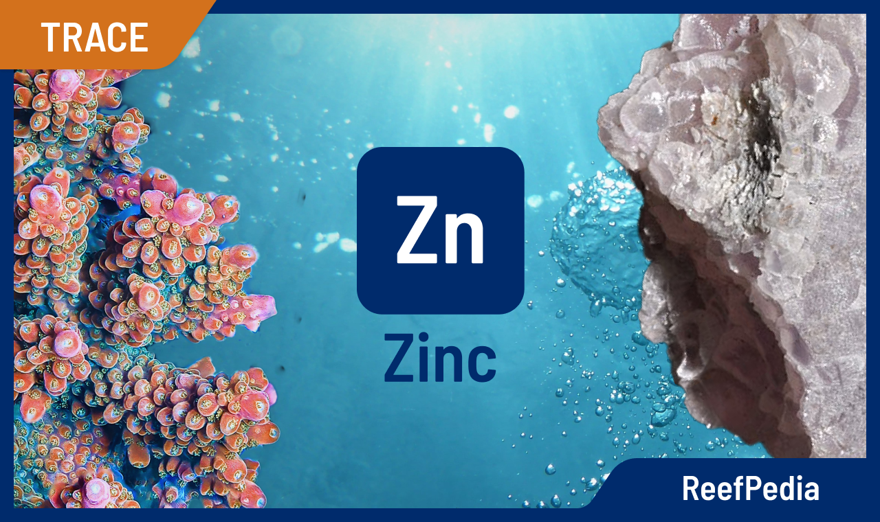 Zinc in a marine aquarium and its importance