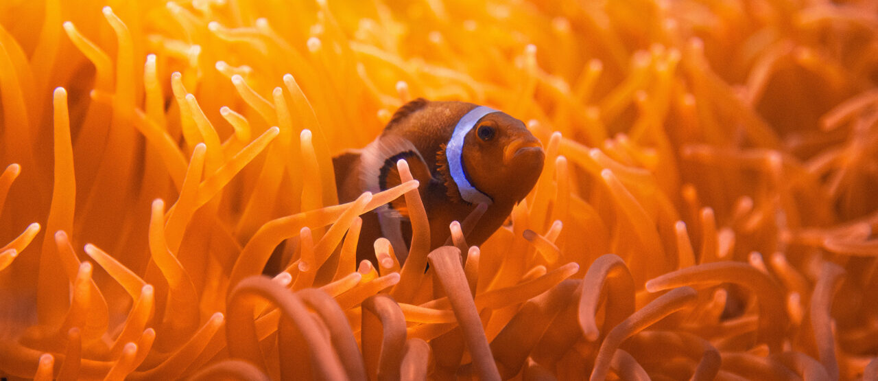 clownfish