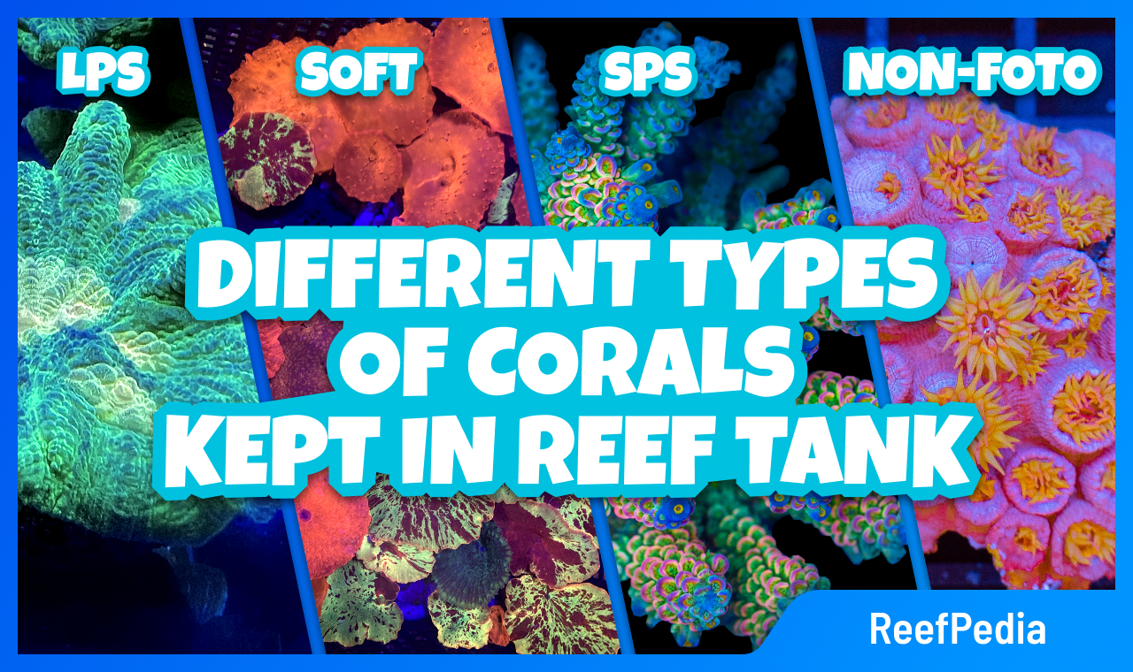 Different types of corals kept in reef tank