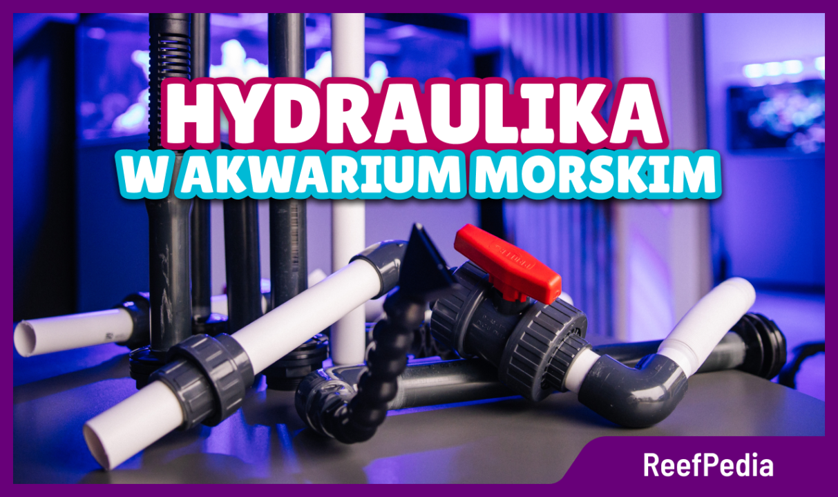 Jak podłączyć hydraulikę w akwarium morskim