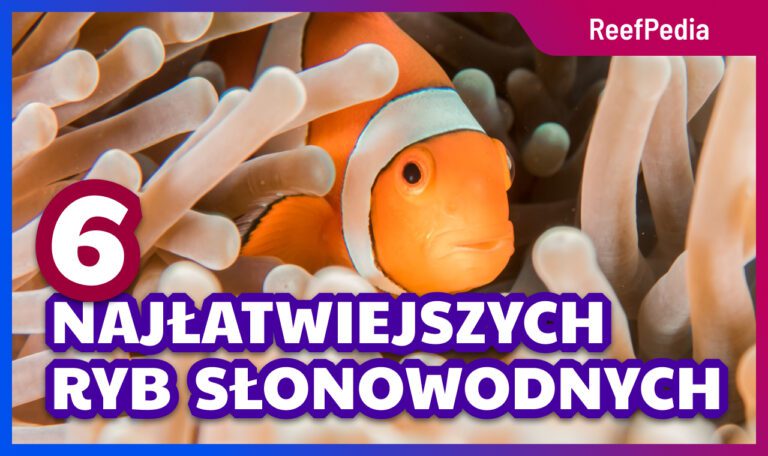 Najłatwiejsze ryby słonowodne do akwarium rafowego