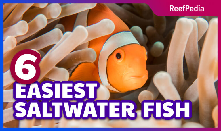 6 easiest saltwater fish for reef aquarium