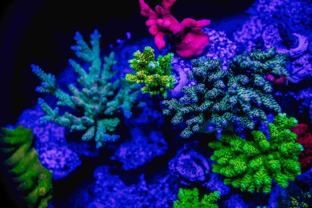 Coral Coloring in an aquarium