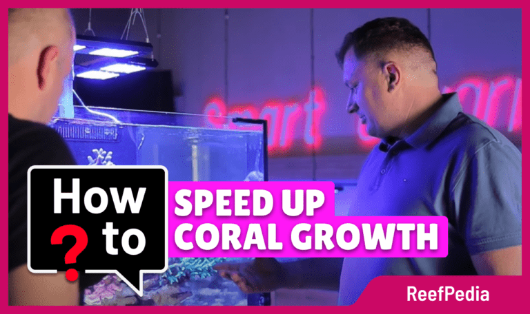 Accelerating coral growth – How to do it in an aquarium