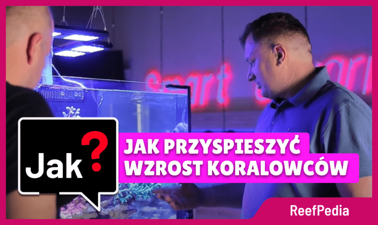 Przyspieszanie wzrostu koralowców - jak to zrobić? = baner