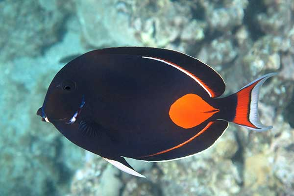 Tangs - Acanthurus achilles