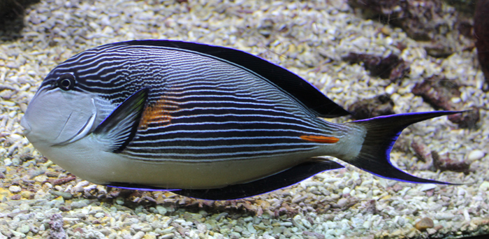 Tangs - Acanthurus sohal