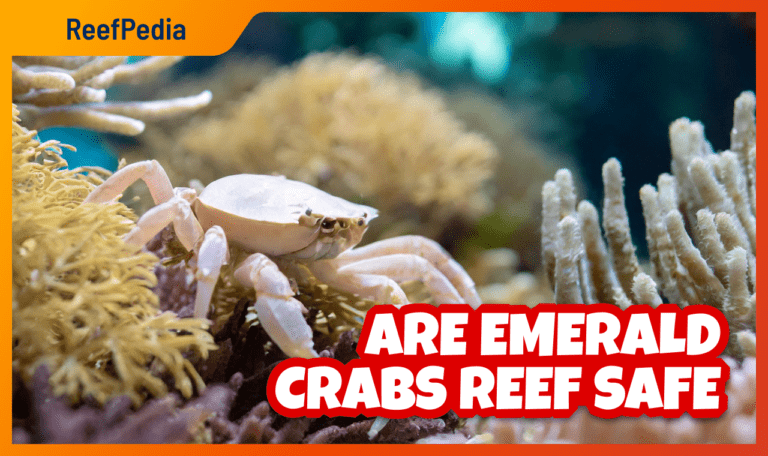 Are emerald crabs reef safe