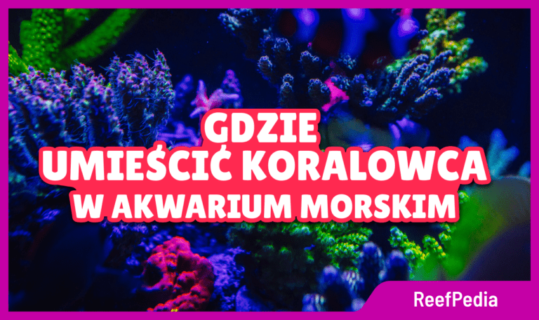 Gdzie umieścić koralowca w akwarium morskim - baner