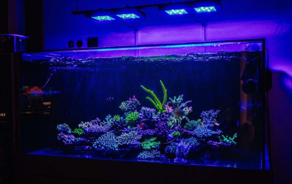 Where to place coral in a marine aquarium - banner