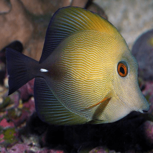 Tangs - Zebrasoma scopas