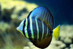 Tangs - Zebrasoma valiferum