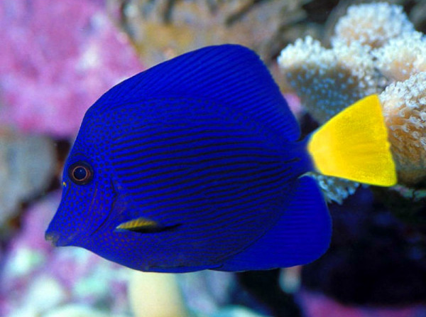 Tangs - Zebrasoma xanthurum