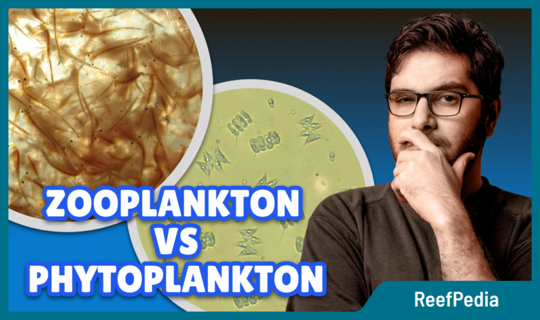Zooplankton vs Phytoplankton