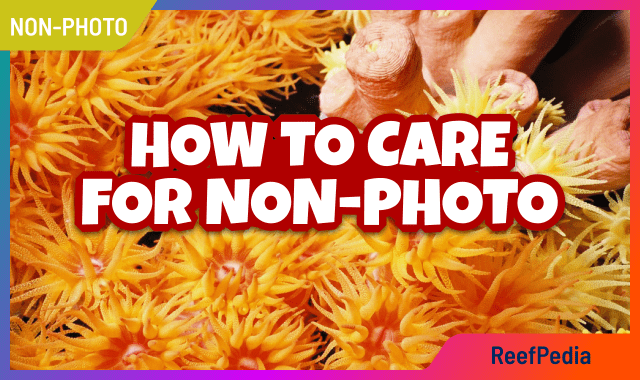 How to care for non-photosynthetic corals - banner