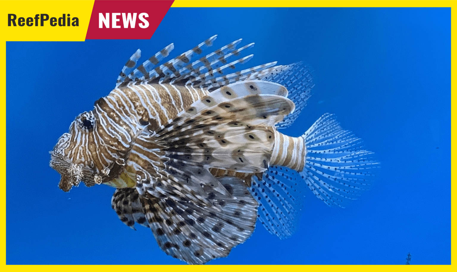 Lionfish Invasion in the Mediterranean Sea - Reef Pedia