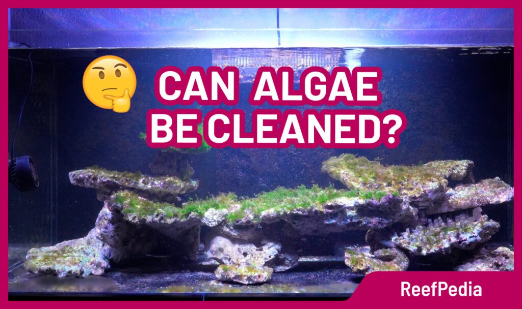 Can algae be cleaned? - Reef Pedia