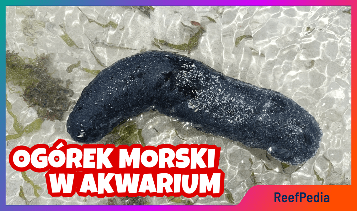 Ogórek morski w akwarium morskim