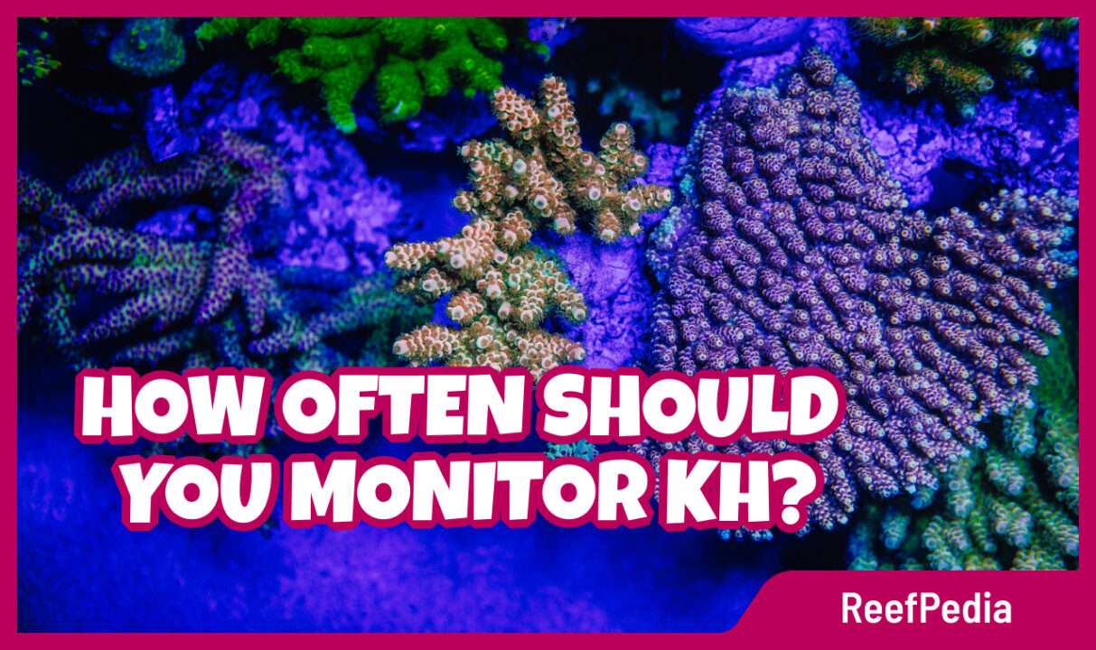 Monitoring KH in a marine aquarium - banner