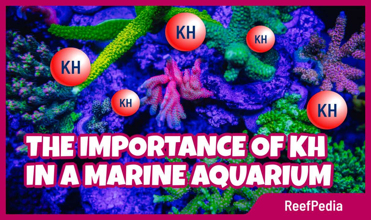 The importance of KH in a marine aquarium - role of KH