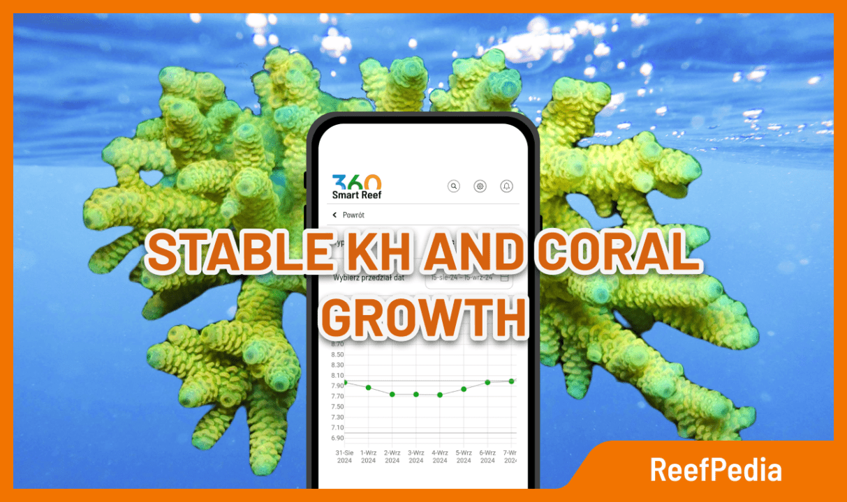 Stable KH and coral growth in an aquarium