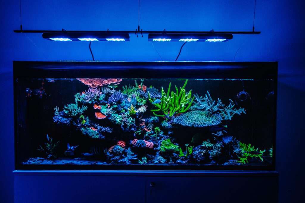 Stabilność - akwarium z lampą Reef Flare Pro